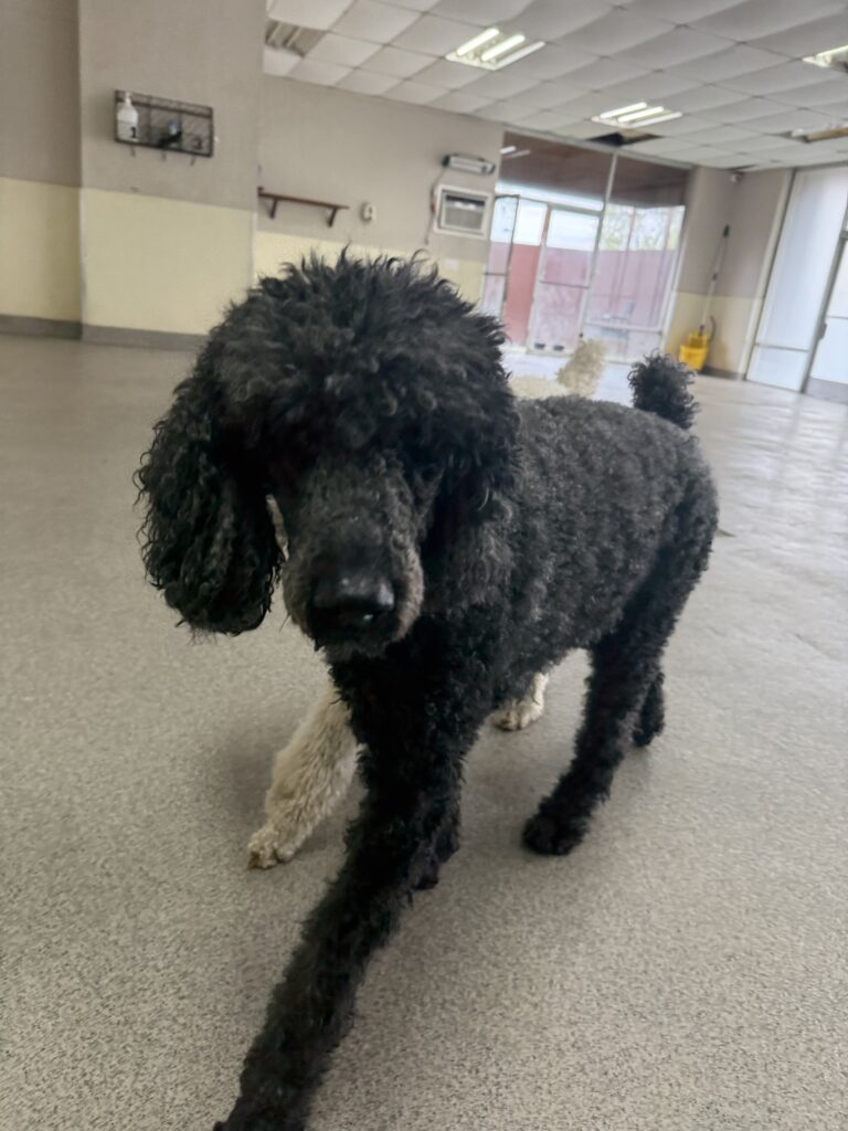 Read more about the article – SPARKLE – Very talkative boy!