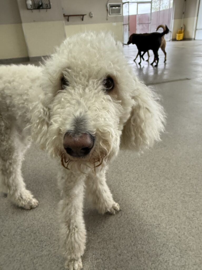 Read more about the article – PHARL – Those eyes will get you every time
