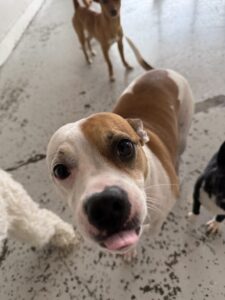 Read more about the article – LOKI – Always ready for kisses