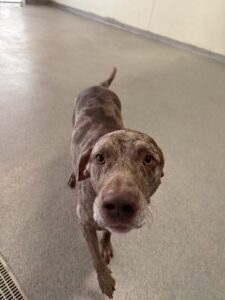 Read more about the article – GOOSE – Such a sweet and playful goosey goose
