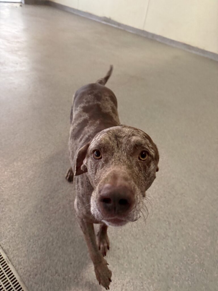 Read more about the article – GOOSE – Such a sweet and playful goosey goose