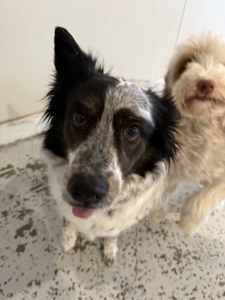 Read more about the article – Audrey – Always so happy to greet us