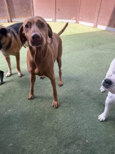 Read more about the article – Archie – OHHHH ARCHIEEE