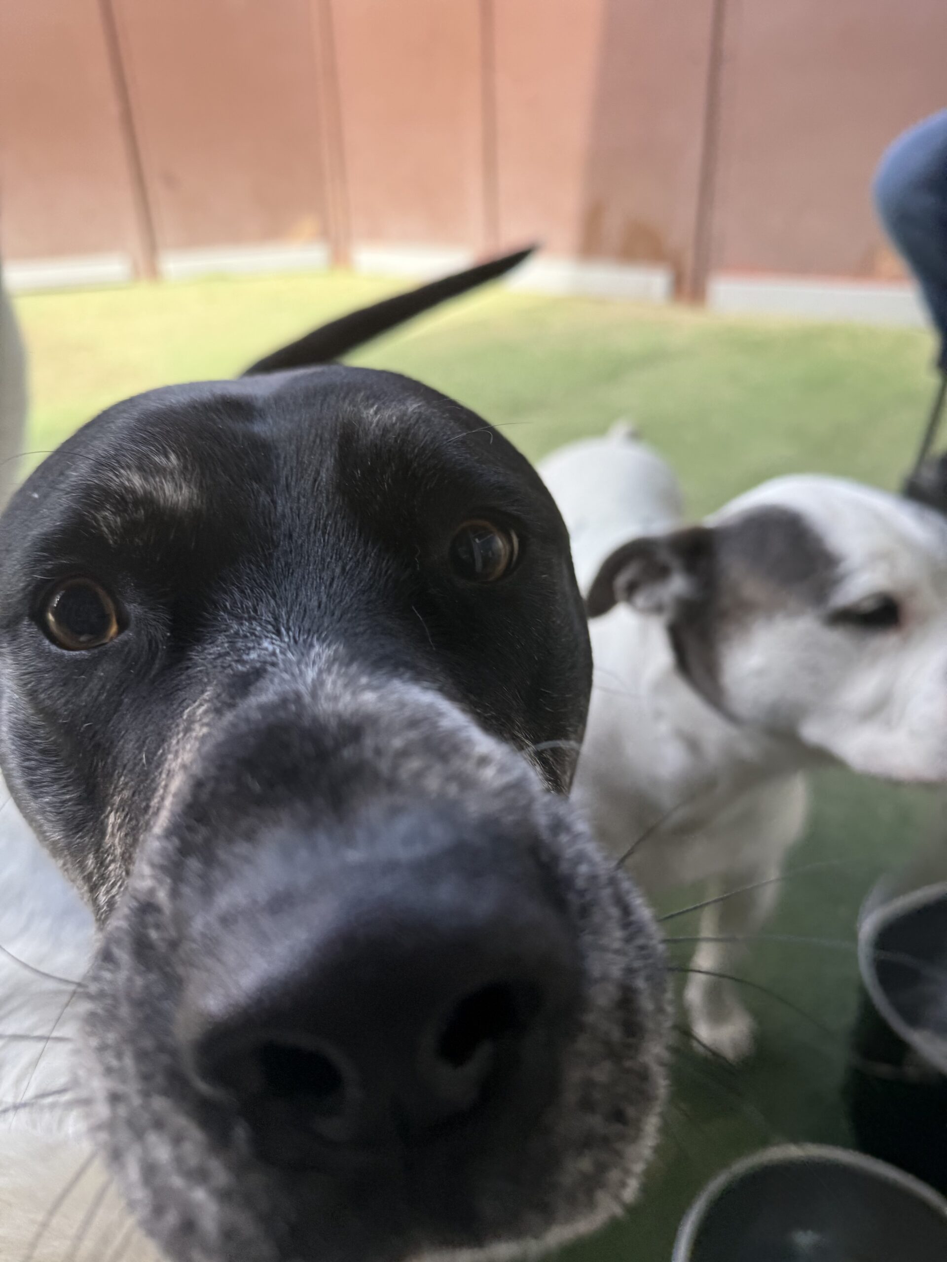 Read more about the article ~ Dog Of The Week ~ Harley