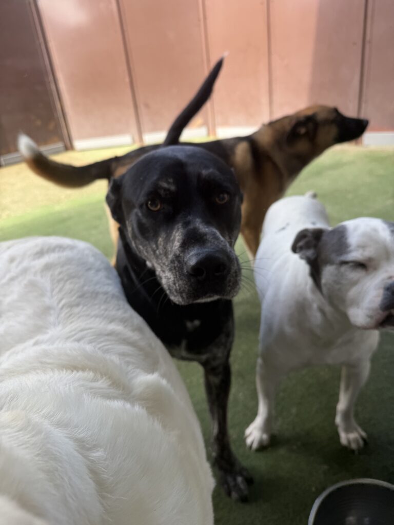 Read more about the article – Sunny – The sweetest boy!