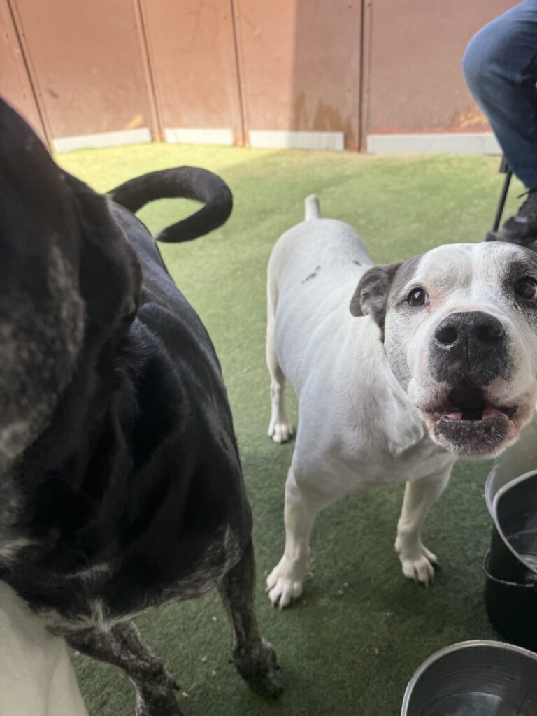 Read more about the article – Lucy – always ready to play with extra kisses