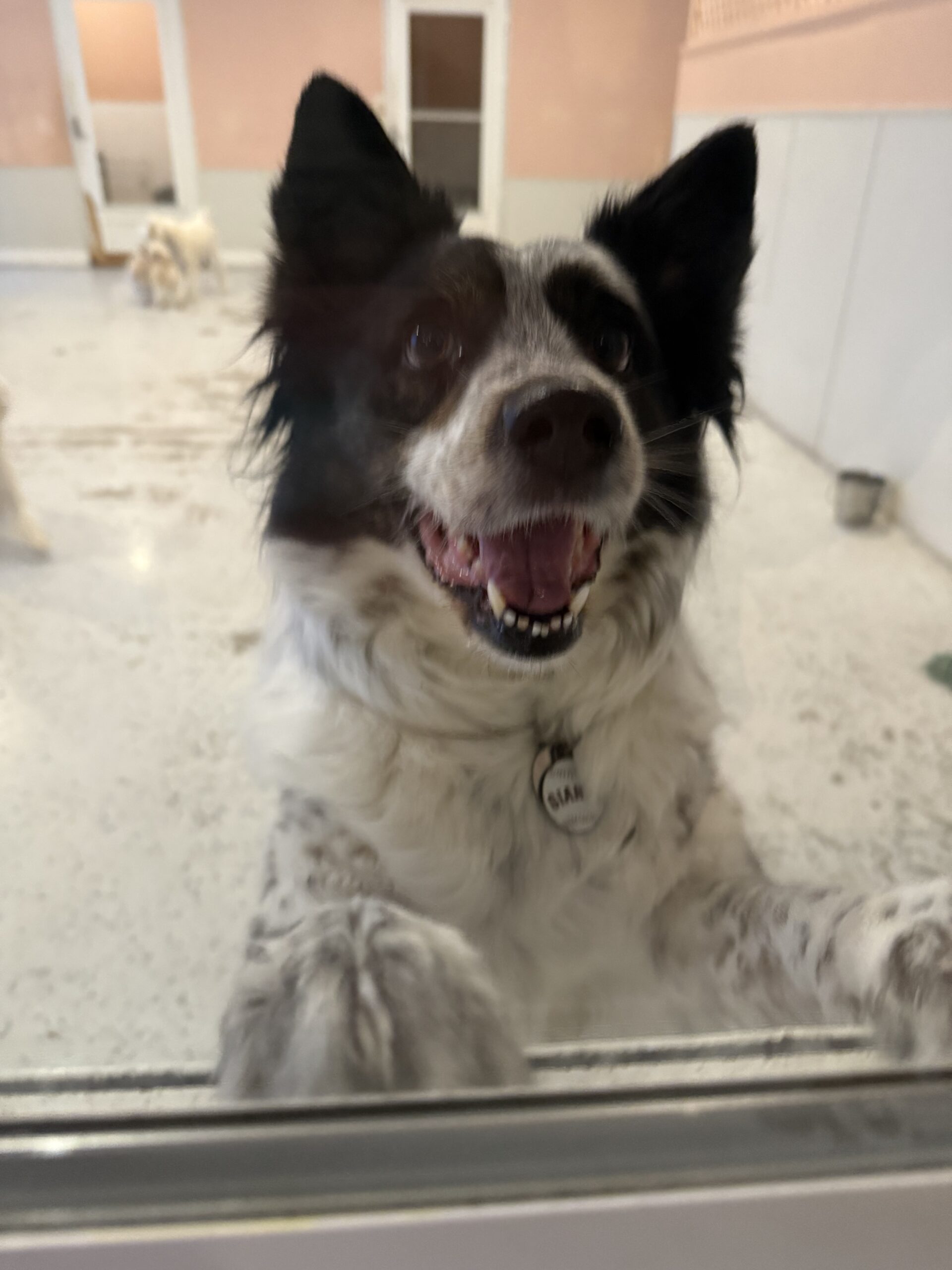 Read more about the article ~ Dog Of The Week ~ Louie