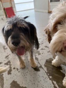 Read more about the article – Bucky – Always wants pets and rubs