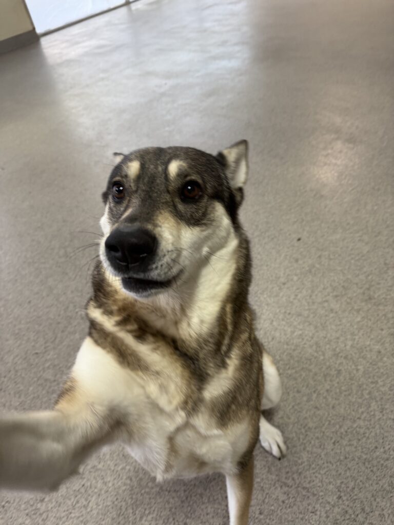 Read more about the article – Nala – Giving us a high five