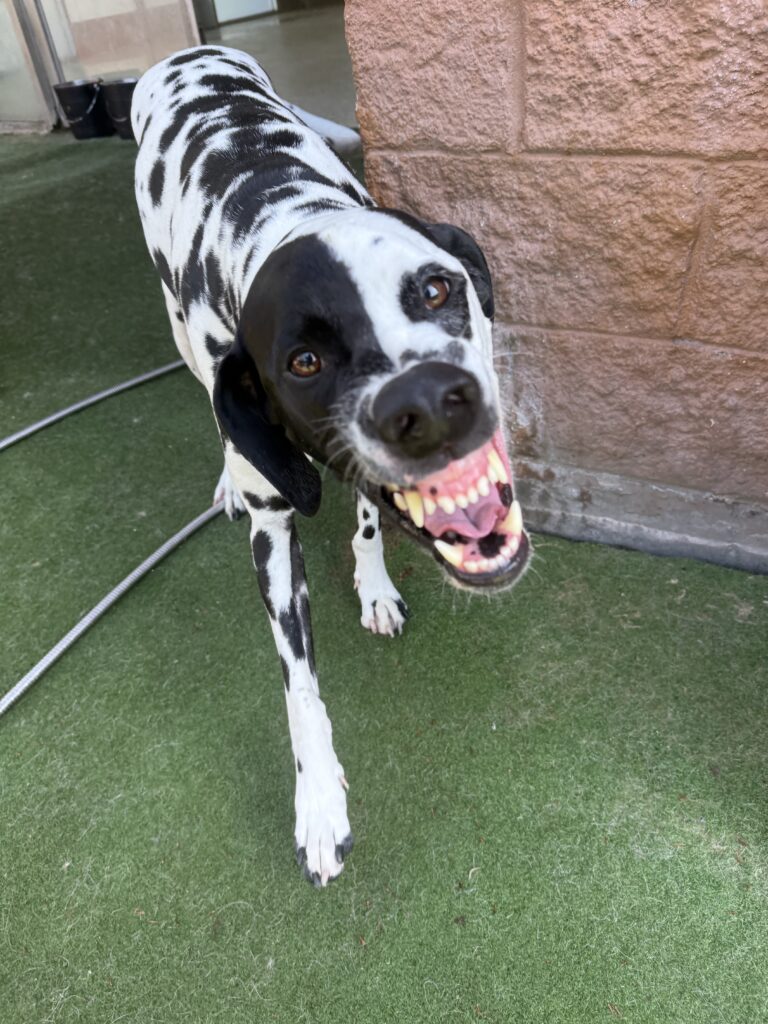 Read more about the article – Theo – Always has a smile from ear to ear