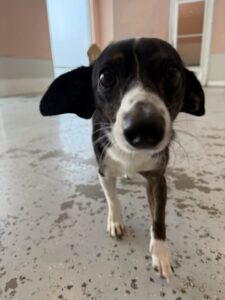 Read more about the article – Mickey – our little mickey mouse