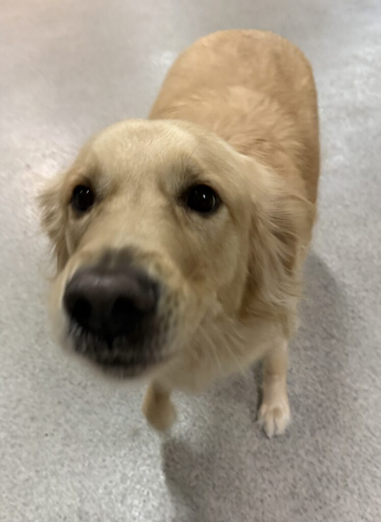 You are currently viewing – Teddy – He is so excited to see us he whines to get rubs
