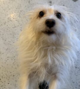 Read more about the article – Princess – Always so happy to get her morning rubs