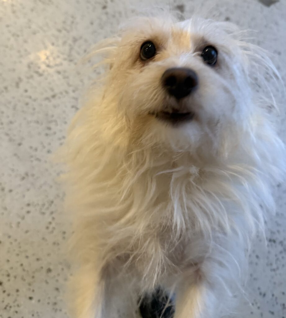 Read more about the article – Princess – Always so happy to get her morning rubs
