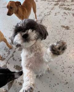 Read more about the article ~ Dog Of The Week ~ Milo