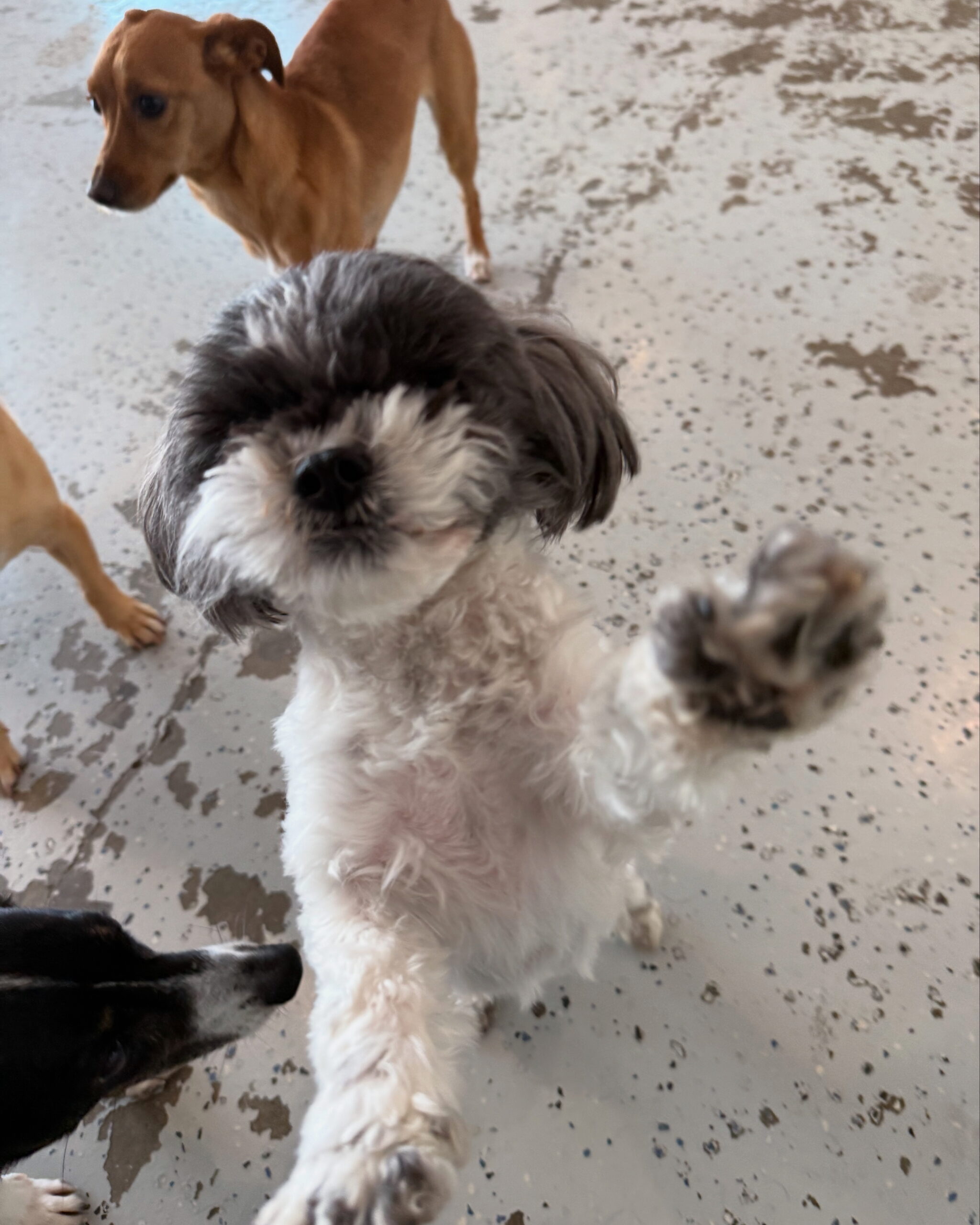 Read more about the article ~ Dog Of The Week ~ Milo