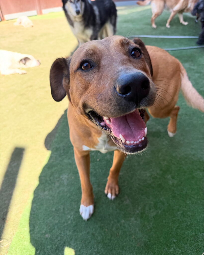 Read more about the article – Zoey – The cutest smile
