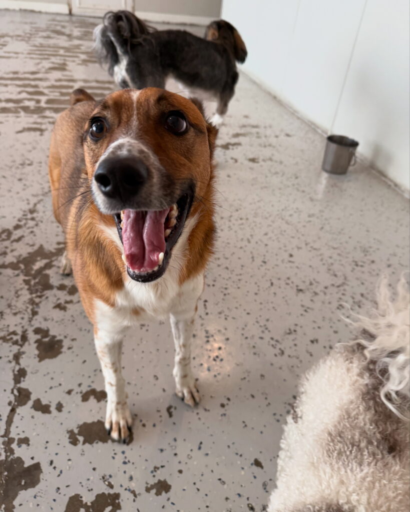 Read more about the article – Brody – Always has alot to say