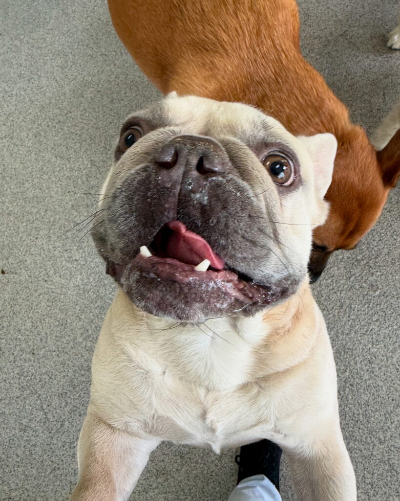 Read more about the article – Henry K – Loves his frenchie gang