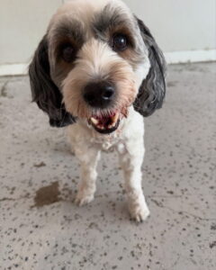 Read more about the article – Lulu – Always with her brother Curly