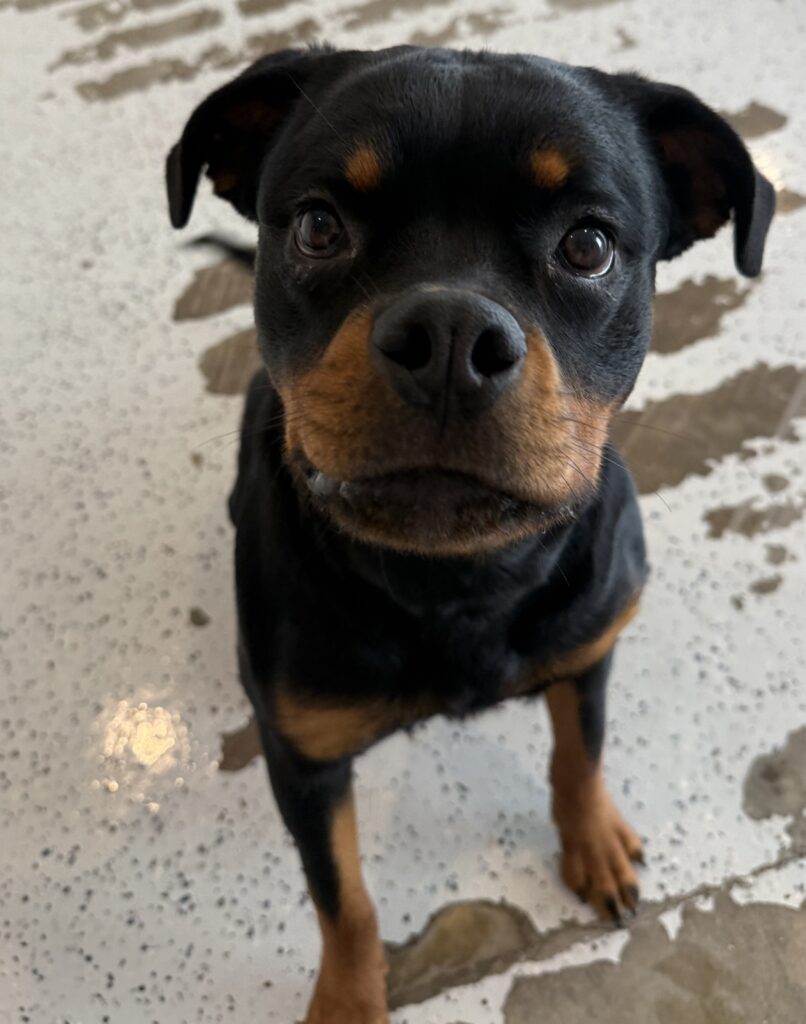 Read more about the article – Roberta – Loves to play with smaller pups