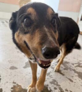 Read more about the article – Ranger – Loves to play with small pups