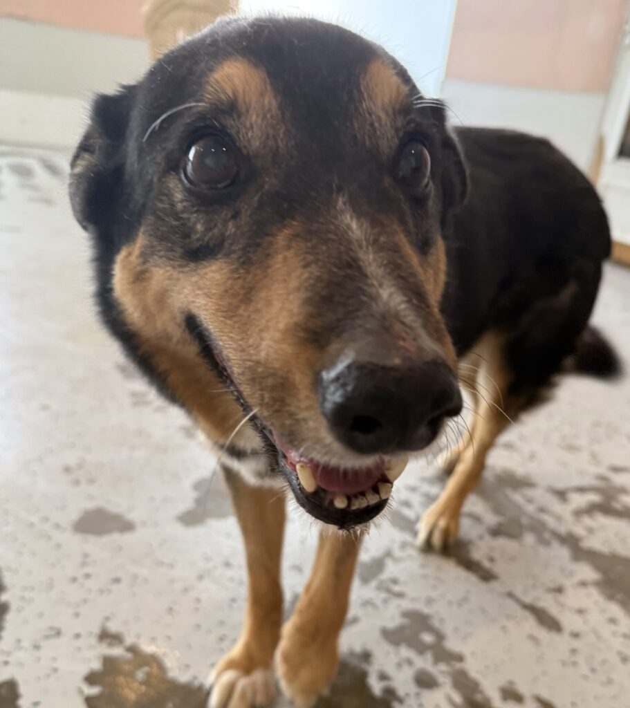Read more about the article – Ranger – Loves to play with small pups
