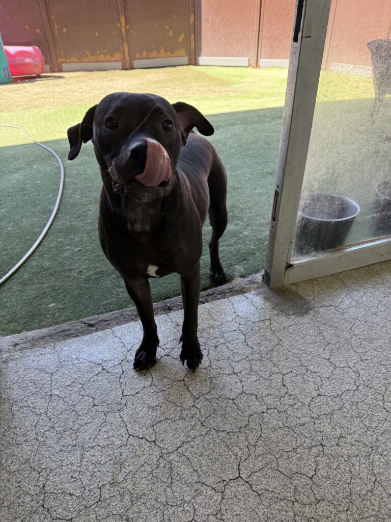 Read more about the article – Nico – The sweetest boy