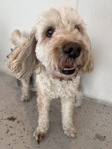 Read more about the article – Curly – loves sticking by his sisters side