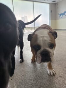 Read more about the article – CoCo – The sweetest face