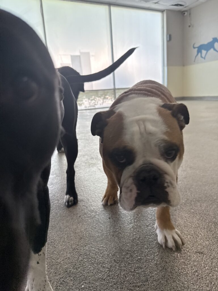 Read more about the article – CoCo – The sweetest face