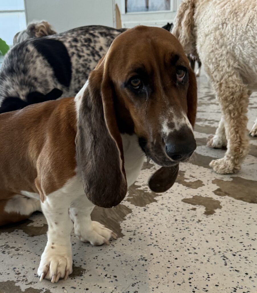 Read more about the article – Cinnamon – The cutest floppy ears