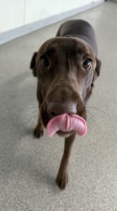 Read more about the article – Morgan – Loves to play with her buddies