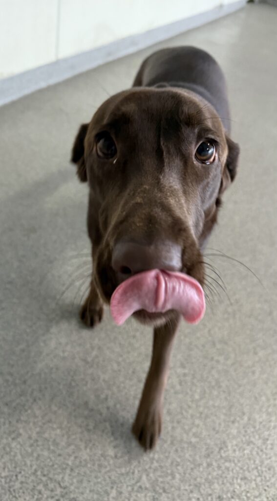 Read more about the article – Morgan – Loves to play with her buddies