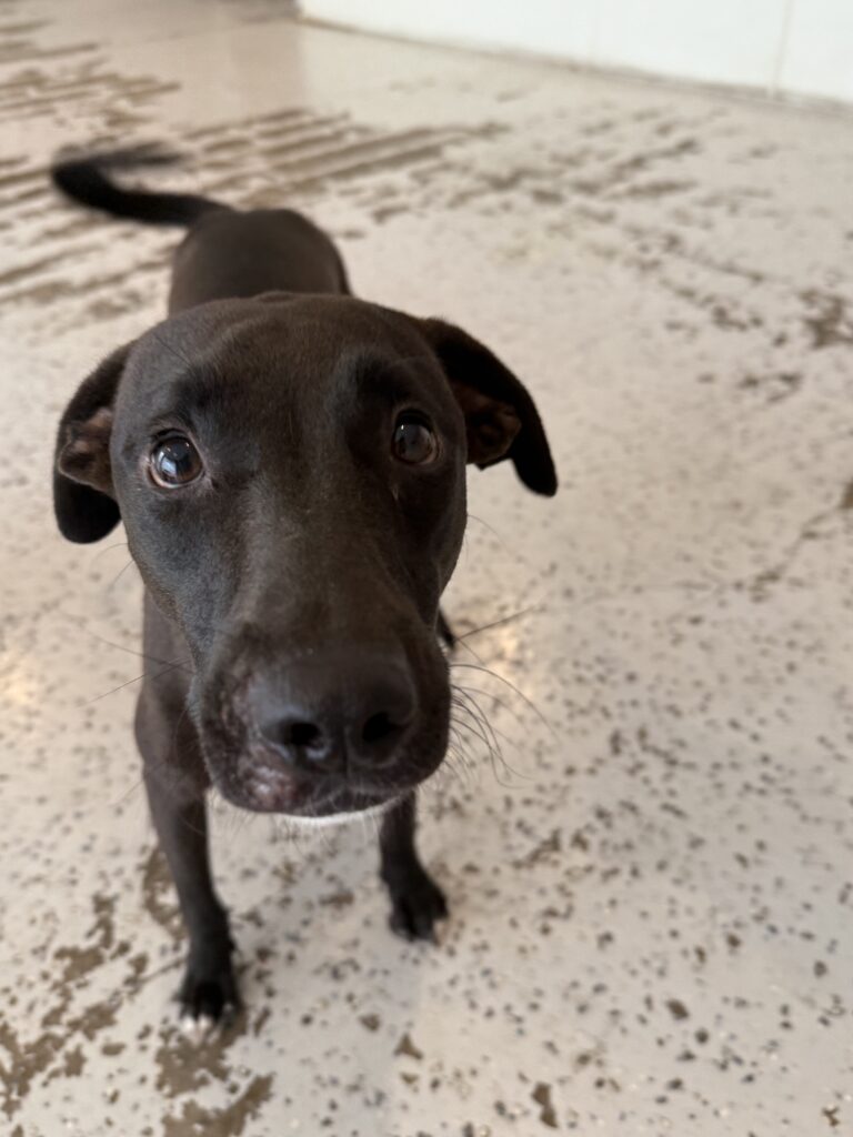 You are currently viewing – Charlie – Our newest addition to the family