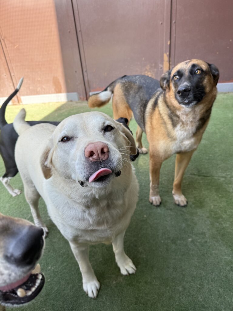 Read more about the article – Wrigley and willow – Best friends