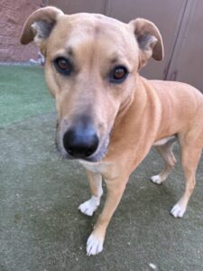 Read more about the article – Milton – He is so excited to get in daycare he barks from the car