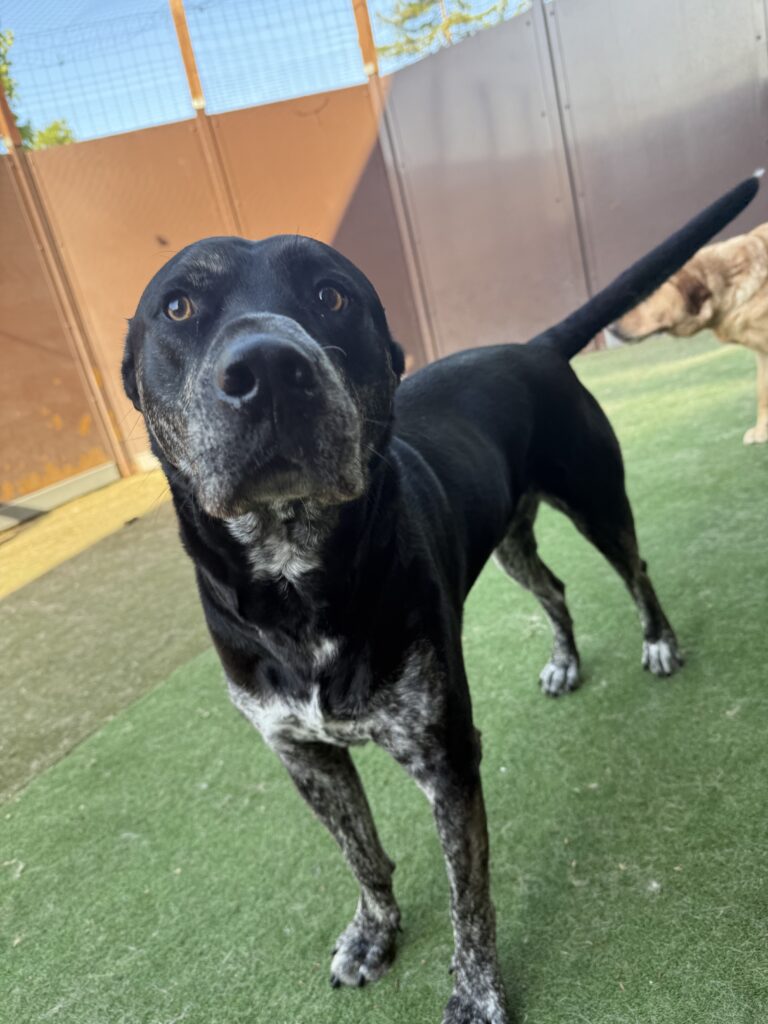Read more about the article – Sunny – The sweetest boy!!