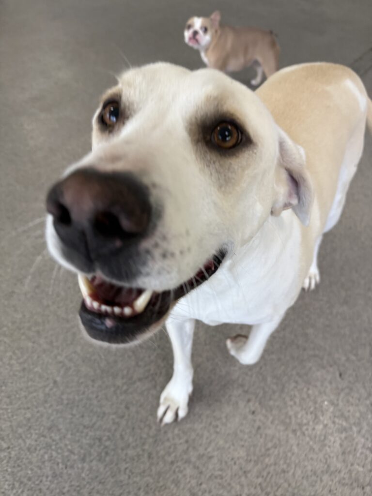 Read more about the article – Duke – always smiling and ready to play