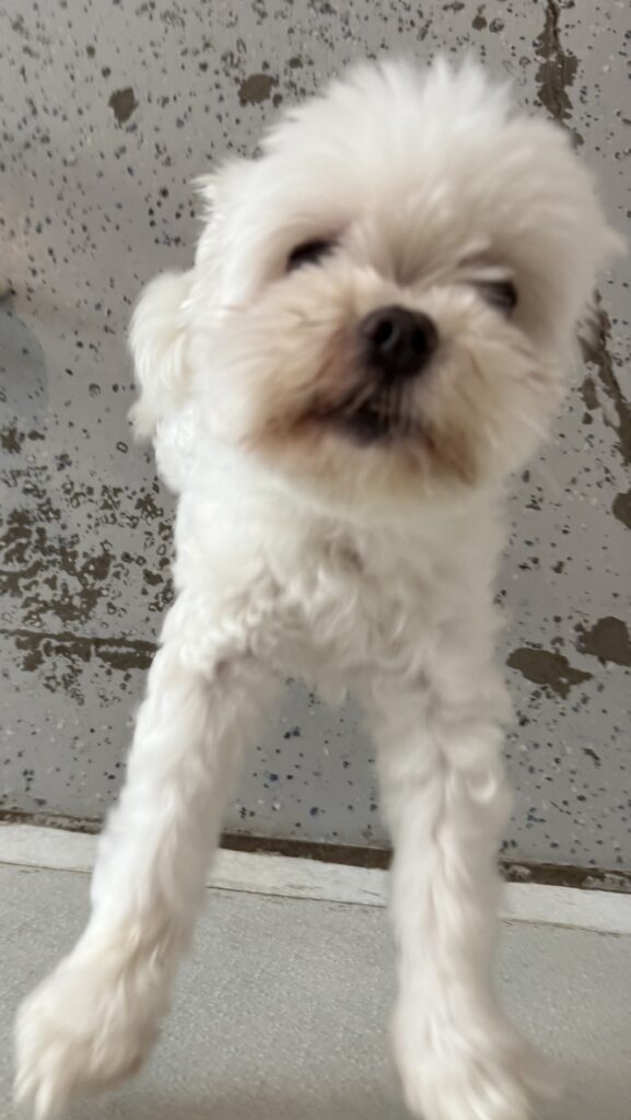 Read more about the article – Bella – Loves to bark and demand extra attention