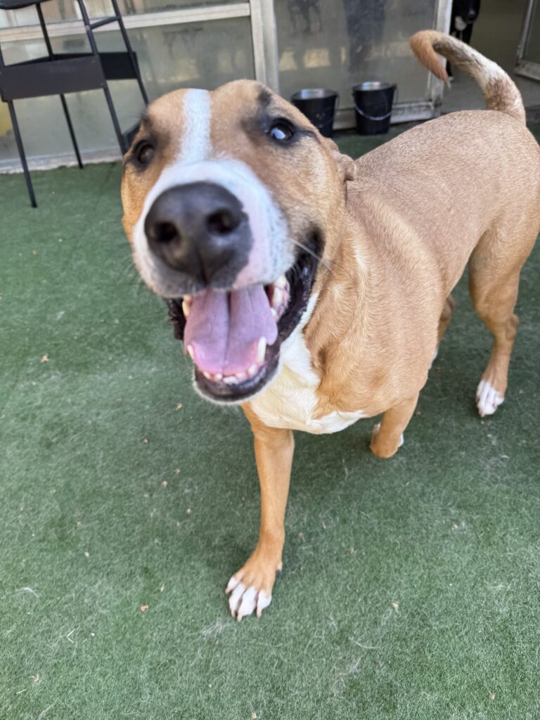Read more about the article – Reggie – The happiest pup