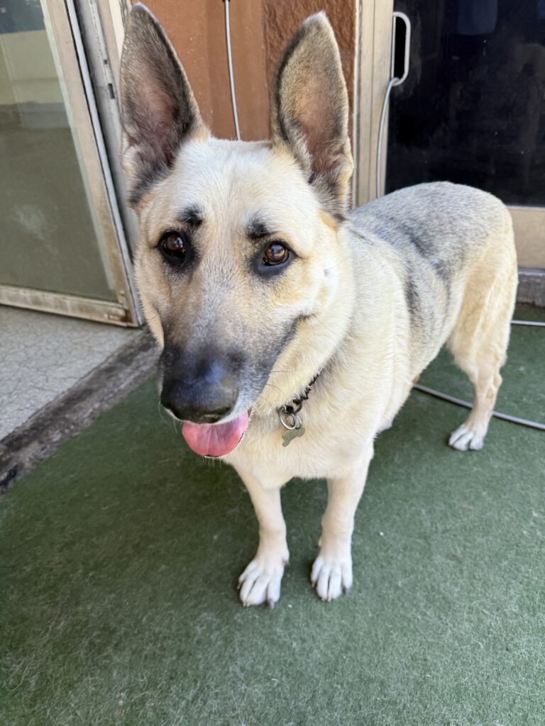 Read more about the article – Rosoe – The cutest ears