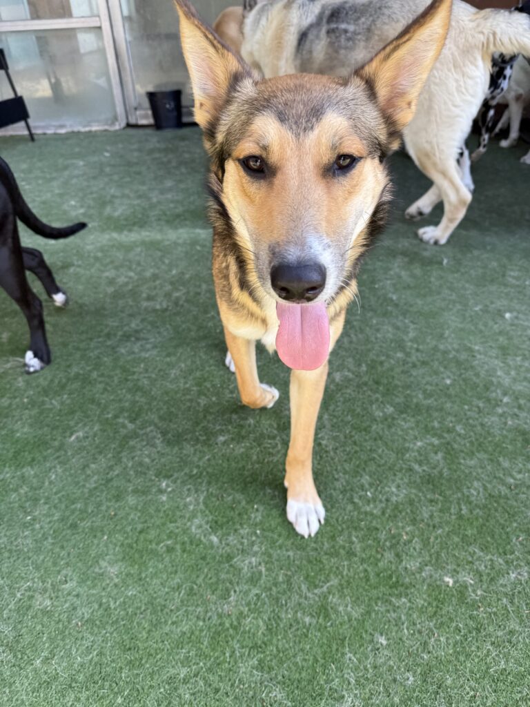 Read more about the article – Duke K – Loves his new friends