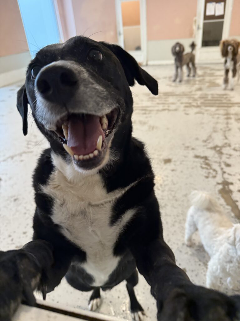 Read more about the article – Dale – Always smiling