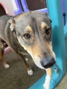 Read more about the article ~ Dog Of The Week~ Effie Button
