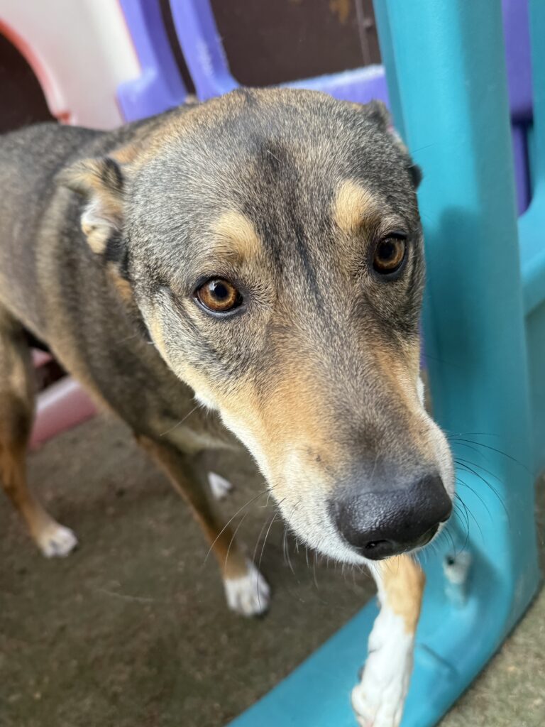You are currently viewing – Indiana Jones – The sweetest girl
