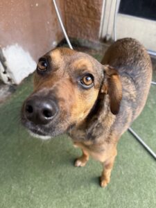 Read more about the article – Lenny – The cutest eyes