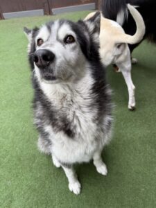 Read more about the article – Luna – Ms Lunatic Luna!