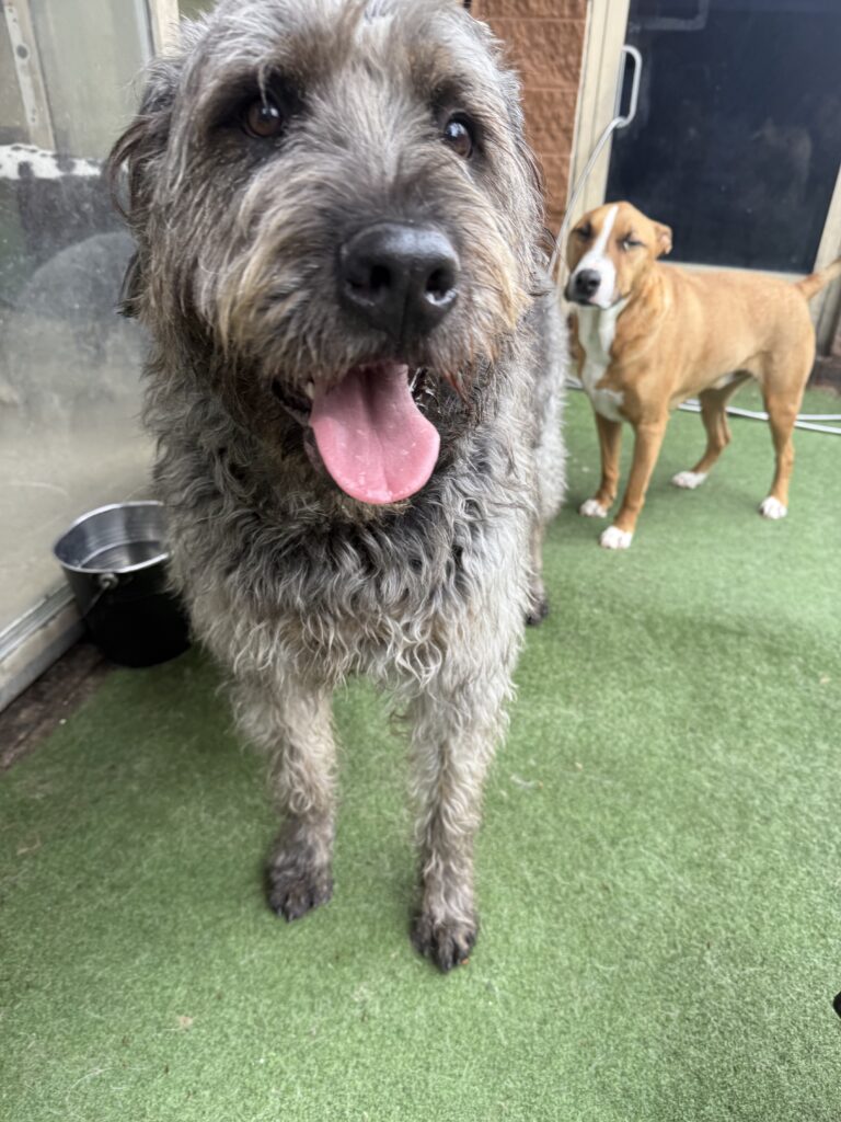 Read more about the article – Marley – Loves to verbally let you know he’s happy