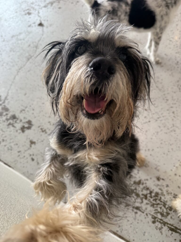 Read more about the article – Bucky – Always has a waggy butt